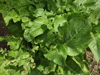 ova Gussonea-Opopanax chironium 20110529 172